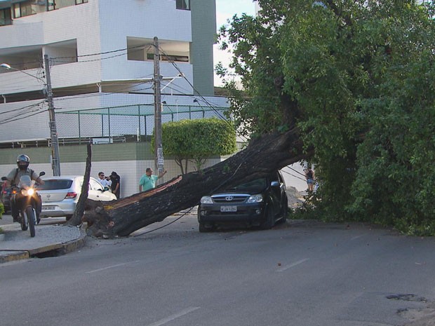 Árvore cai e atinge dois veículos na Zona Sul do Recife (Foto: Reprodução / TV Globo)