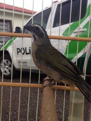 Aves estavam sendo mantidas em cativeiro em duas casas vizinhas (Foto: Polícia Ambiental / Divulgação)