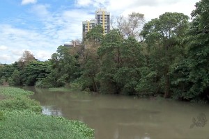 Semace vai analisar caso de árvores secas no Parque Cocó, no Ceará (Foto: TV Verdes Mares/Reprodução)