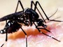 São Paulo tem 1ª morte confirmada por dengue no ano (Reprodução: TV Globo)
