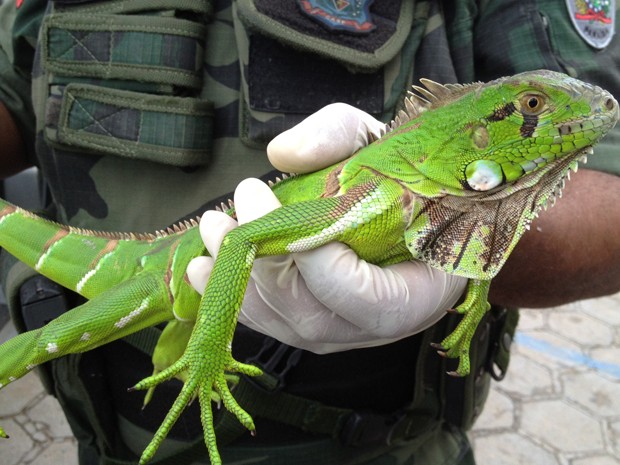 iguana (Foto: Walter Paparazzo/G1 PB)