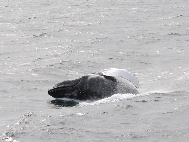 Uma das cinco baleias jubarte vistas na visita; se nenhum animal aparecer, o dinheiro do turista é devolvido (Foto: Leandro Daniel Huff/VC no G1)