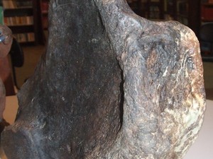 Fêmur da preguiça gigante encontrado pesa cerca de seis quilos (Foto: Guacira dos Santos)