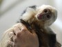 Bieber será obrigado a pagar por hospedagem de macaco em abrigo Bieber será obrigado a pagar por hospedagem de macaco em abrigo