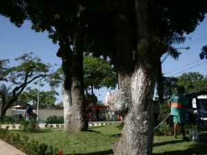 Foram implantadas xx árvores em 2012, diz Emlurb (Foto: Prefeitura de Fortaleza/Divulgação)