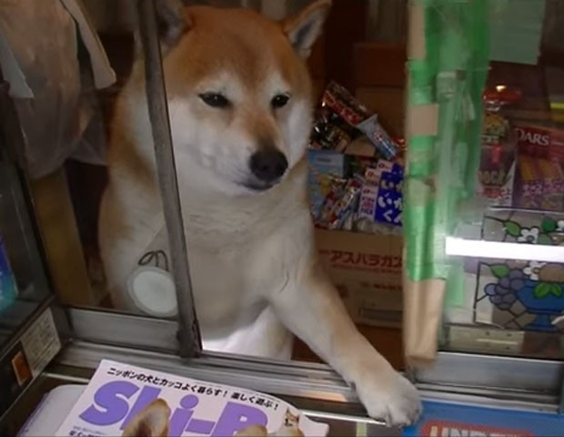 Shiba abre a janela de loja de cigarros para receber cliente em Tóquio, no Japão (Foto: Reprodução/YouTube/Sāngmíng yōu)