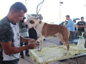 Animais passam por avaliação antes do torneio Panamericano (Foto: Catarina Costa/G1)