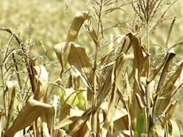 Produtores de milho de Quadra estimam perdas de até 70% em 2014 (Foto: Reprodução/ TV TEM)