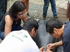 Projeto em Manaus grava 'voz' de peixe-boi para estudar seus hábitos