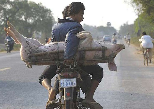 Em fevereiro de 2009, um homem foi flagrado transportando um porco vivo em sua moto na localidade de Moung Russey, na província de Battambang, no Camboja. O animal era carregado por outro jovem que estava na garupa. (Foto: Adrees Latif/Reuters)