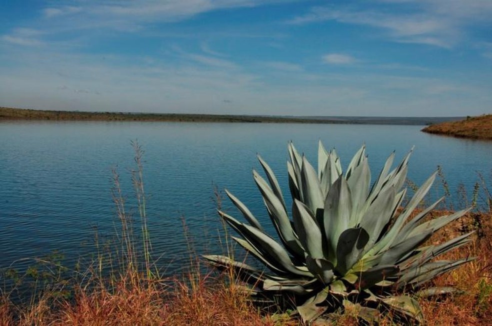 Vegetação às margens da lagoa Santa Maria (Foto: Reprodução)