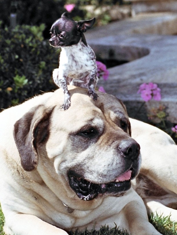 O cão da raça chihuahua chamado 'Torrey' foi fotografado enquanto descansava sobre a cabeça de seu amigo, o mastim 'Duke', em Anaheim, no estado da Califórnia (EUA) (Foto: Jack Stephens/AP)