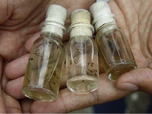 Dengue genérica (Foto: Divulgação/Prefeitura de São José dos Campos) Dengue genérica (Foto: Divulgação/Prefeitura de São José dos Campos)