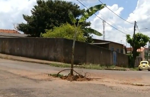Moradores protestam contra buraco na rua e plantam bananeira dentro dele, em Anápolis, Goiás (Foto: Reprodução/TV Anhanguera)