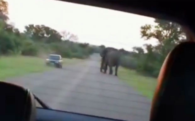 Após mais de um momento de tensão, eles conseguiram sair do local (Foto: Reprodução/YouTube/Kruger Sightings)