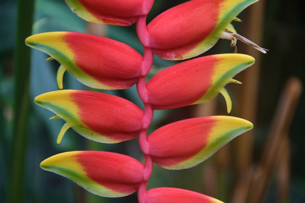 Heliconia longissima (Foto: Pixabay / manfredrichter / CreativeCommons)