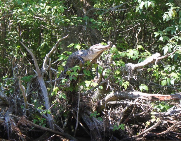 Exemplar de crocodilo filipino também foi estudado pelos pesquisadores americanos (Foto: M. van Welsem / Mabuwaya Foundation)