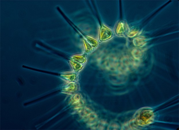 Fitoplâncton oceânico; micro-organismos absorvem carbono e liberam oxigênio (Foto: Divulgação/Universidade da Califórnia)