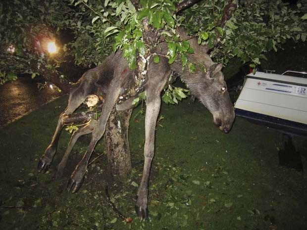 Alce 'bêbado' precisou ser resgatado após ficar preso em árvore. (Foto: Per Johansson/AP)