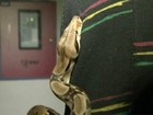 Cobra de 1,2 metro escapa e provoca pânico em ônibus nos EUA