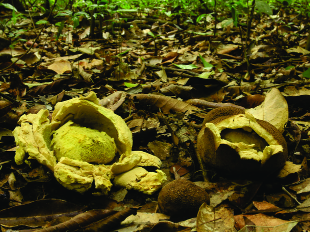 Espécime de S. anomalosporum foi encontrado em ilha do rio Xingu (Foto: Iuri Goulart/Cedida)