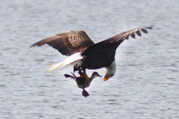 Foto registra momento em que águia olha nos olhos de sua presa em pleno voo (Foto: Phil Lanoue/Caters News)