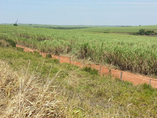 Veículo parou em um canavial (Foto: Claudinei Troiano/Tv Fronteira)