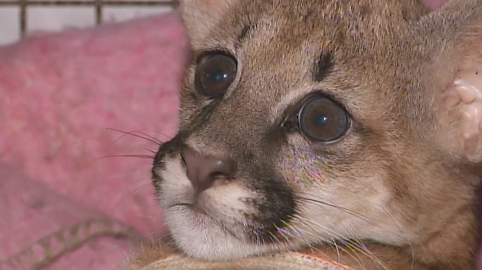 Animais silvestres são levados para entidade de Assis (Foto: Reprodução/TV TEM)