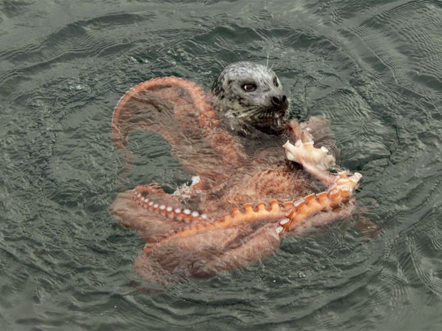 Foca luta com polvo gigante (Foto: Reprodução/Facebook/Bob Ianson)