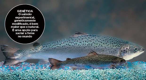 GENÉTICA O salmão experimental, geneticamente modificado, é bem maior que o natural.  É uma opção para saciar a fome  no mundo (Foto: AquaBounty Technologies/AP)