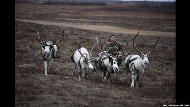 Ambientalistas tentam salvar tribos de pastores de renas (Foto: Cortesia Survivor International)