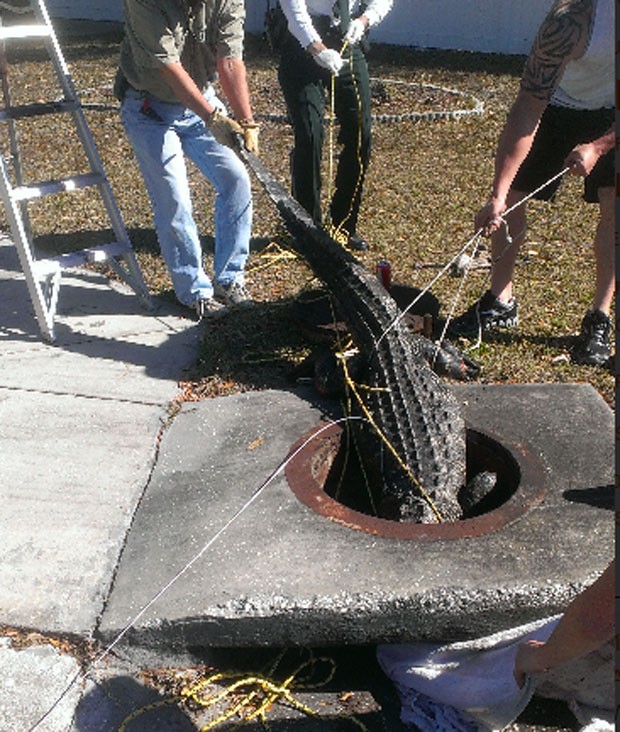 Aligátor foi encontrado em um bueiro perto de uma escola (Foto: Divulgação/FWC)