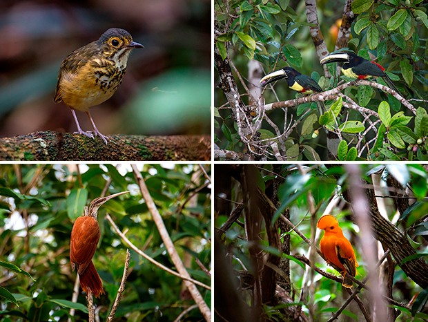 G1 - Aves da Floresta Amazônica ganham registros especiais de um ...