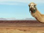 Montes nevados e cenários de filmes são atrações 'para lá de Marrakech'