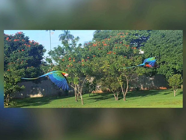 Araras híbridas flagradas no pátio da TV Morena em Campo Grande (Foto: Edmar Melo/ TV Morena)