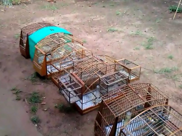 Vinte e seis aves foram apreendidas em Tibiriça (Fot Divulgação / Polícia Ambiental)