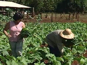 Pequenos produtores rurais podem ampliar renda (Foto: Reprodução/TV Integração)