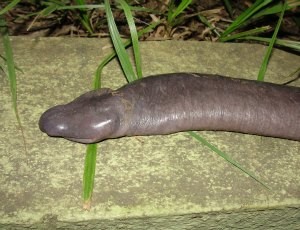Anfíbio é chamado de cobra mole (Foto: Juliano Tupan/Divulgação)