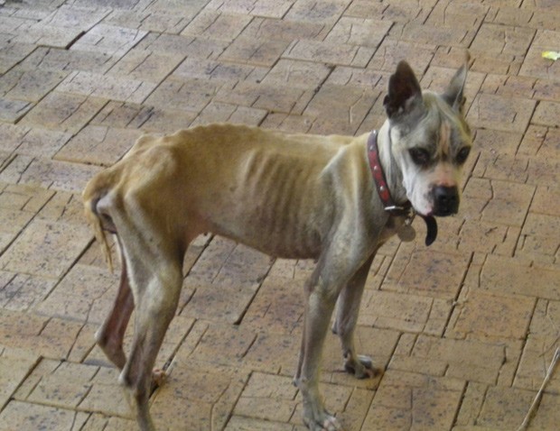  Cachorra Sas, que tinha diabetes, foi encontrada muito magra por organização; dono foi condenado a pagar multa de R$ 10,4 mil (Foto:  Reprodução/Facebook/RSPCA WA)