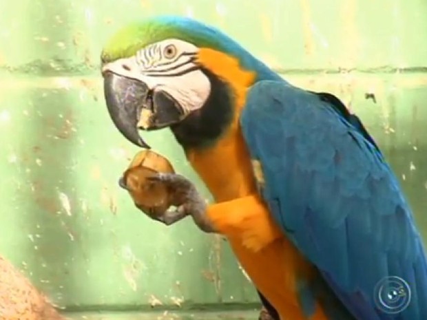 Segundo tratadores, a comida deve aproximar o animal da vida natural (Fot Reprodução/TV TEM)