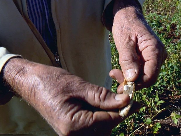 Preço da saca do feijão já está 18% mais caro que a do café no Sul de Minas (Foto: Reprodução EPTV)