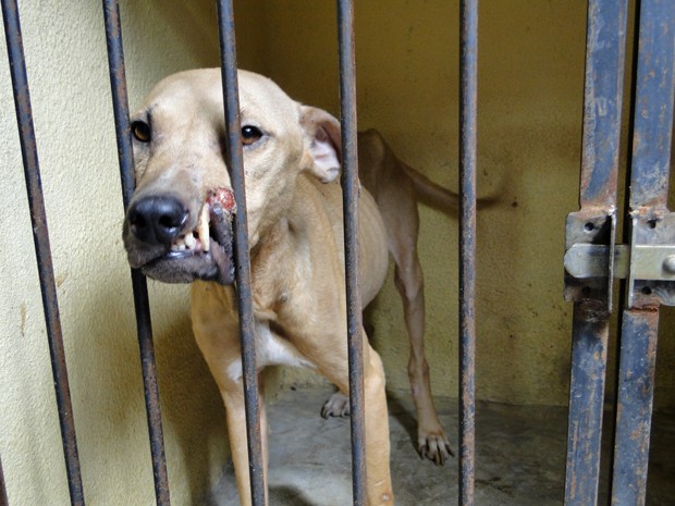 Cão resgatado em situação de maus tratos (Foto: Pedro Ângelo/G1)