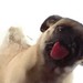 Proteção de Tela Cachorro Lambendo