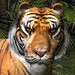 Proteção de Tela: Animais em 3D