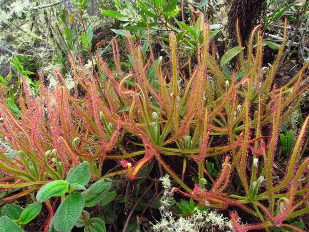 Planta carnívora descoberta em montanha de Minas Gerais foi descrita como uma nova espécie do gênero das 'orvalinhas' (Foto: Paulo Gonella)