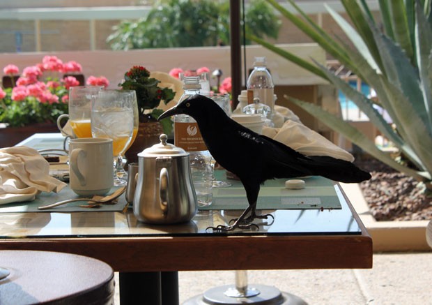 Ave se delicia com café da manhã no resort de luxo (Fot Dennis Barbosa/G1)