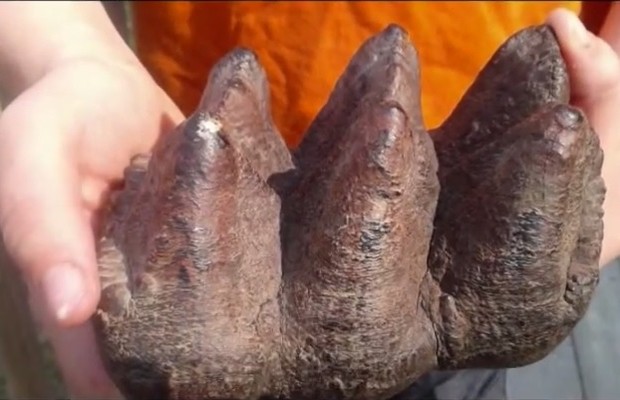 O professor James Harding, da Universidade Estadual de Michigan, confirmou a suspeita: "este é realmente um dente de mastodonte, aparentemente da superfície traseira, quebrado na raiz."  (Foto: Reprodução/Youtube)