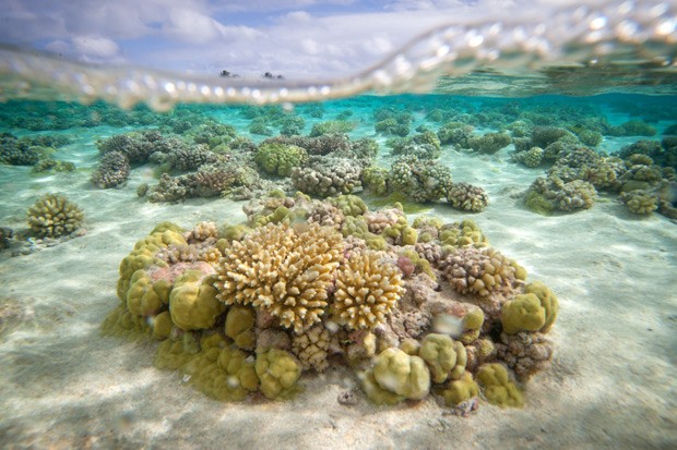  Foto mostra corais no arquipélago de Tuamotu, peto do Taiti  (Foto: AFP Photo/Gregory Boissy)