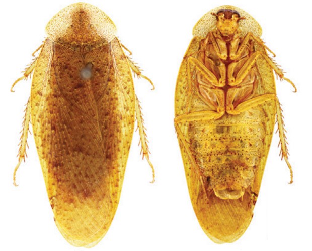 Espécie 'Pseudophoraspis clavellata', de barata recém-descoberta na China (Foto: Divulgação/ZooKeys)