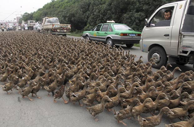 Aves atrapalharam trânsito enquanto eram levadas para lagoa. (Foto: China Daily/Reuters)